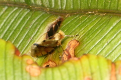 Sabatinca chalcophanes