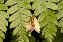 Sabatinca chalcophanes