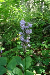 Dactylorhiza urvilleana