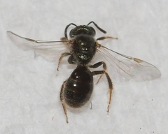 Lasioglossum illinoense