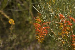 Grevillea dielsiana