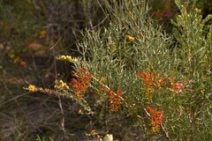 Grevillea dielsiana