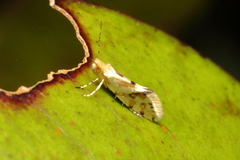 Sabatinca chalcophanes