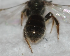 Lasioglossum illinoense