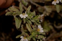 Scaevola