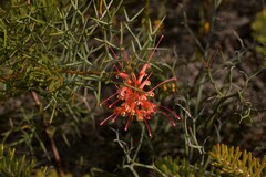 Grevillea dielsiana