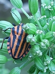 Graphosoma italicum