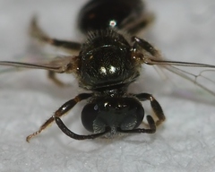 Lasioglossum illinoense