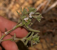 Scaevola