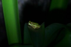 Ranoidea pearsoniana