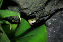 Ranoidea pearsoniana