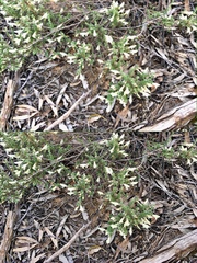 Prostanthera serpyllifolia microphylla