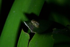 Ranoidea pearsoniana