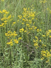 Solidago rigida glabrata