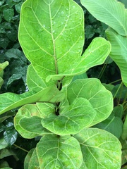 Ficus lyrata