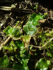 Lunularia cruciata