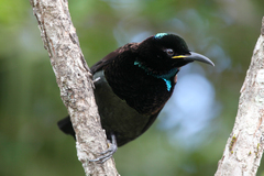 Ptiloris victoriae