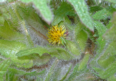 Centaurea benedicta
