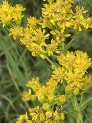 Solidago rigida glabrata
