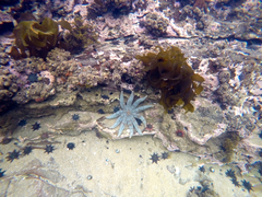 Coscinasterias muricata