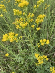 Solidago rigida glabrata