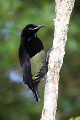 Ptiloris victoriae