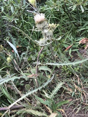 Cirsium hookerianum