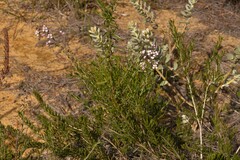 Diplopeltis huegelii