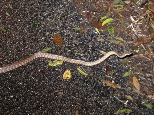 Brown Tree Snake sighting