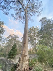Eucalyptus tereticornis