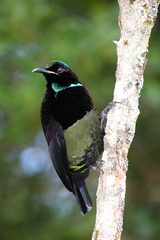 Ptiloris victoriae
