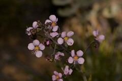 Diplopeltis huegelii