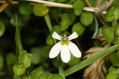 Lobelia angulata