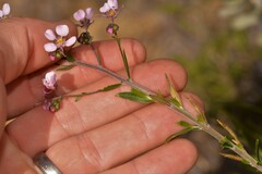 Diplopeltis huegelii