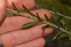 Diplopeltis huegelii