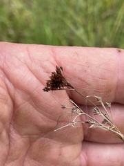 Rhynchospora glomerata