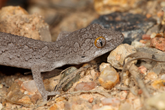 Strophurus williamsi