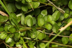 Lobelia angulata