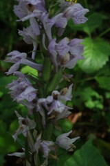 Dactylorhiza urvilleana