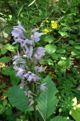 Dactylorhiza urvilleana