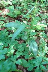 Dactylorhiza urvilleana