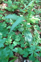 Dactylorhiza urvilleana