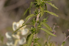 Diplopeltis huegelii