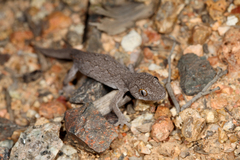 Strophurus williamsi