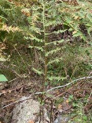 Athyrium filix-femina