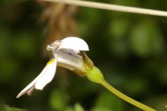 Lobelia angulata