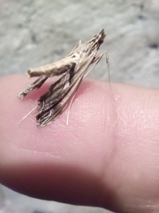 Lineodes