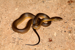 Liasis fuscus
