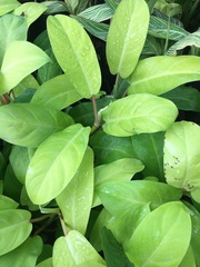 Magnoliopsida