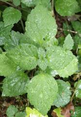 Lamium galeobdolon